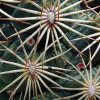 07 _;Coryphantha _echinoidea _SB26 _14